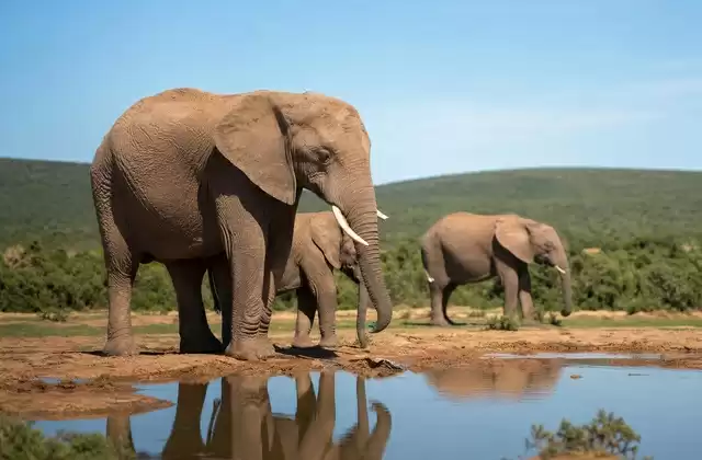 En Addo Elephant Park