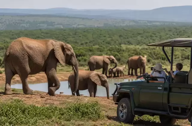 Addo Elephant Park