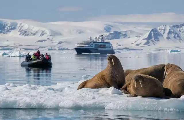 La observación de morsas y megafauna