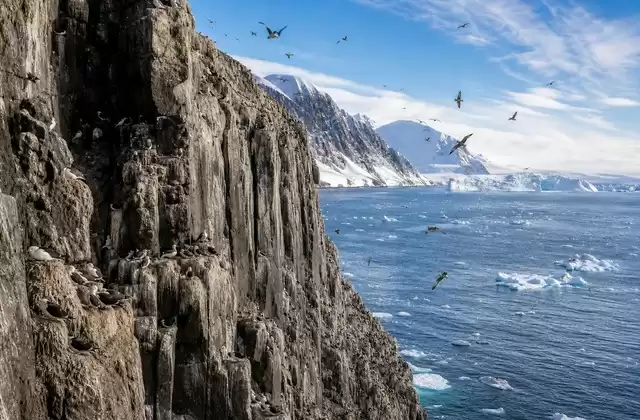 Los acantilados de aves de Alkefjellet